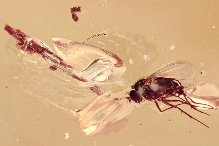 Detailed Fossil Fly (Dolichopodidae) & Plant Splint in Baltic Amber #310930